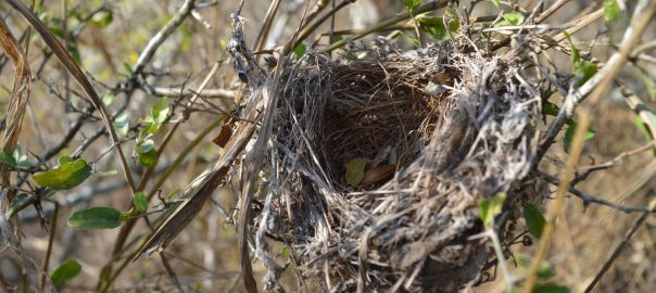 Bird nest on a branch