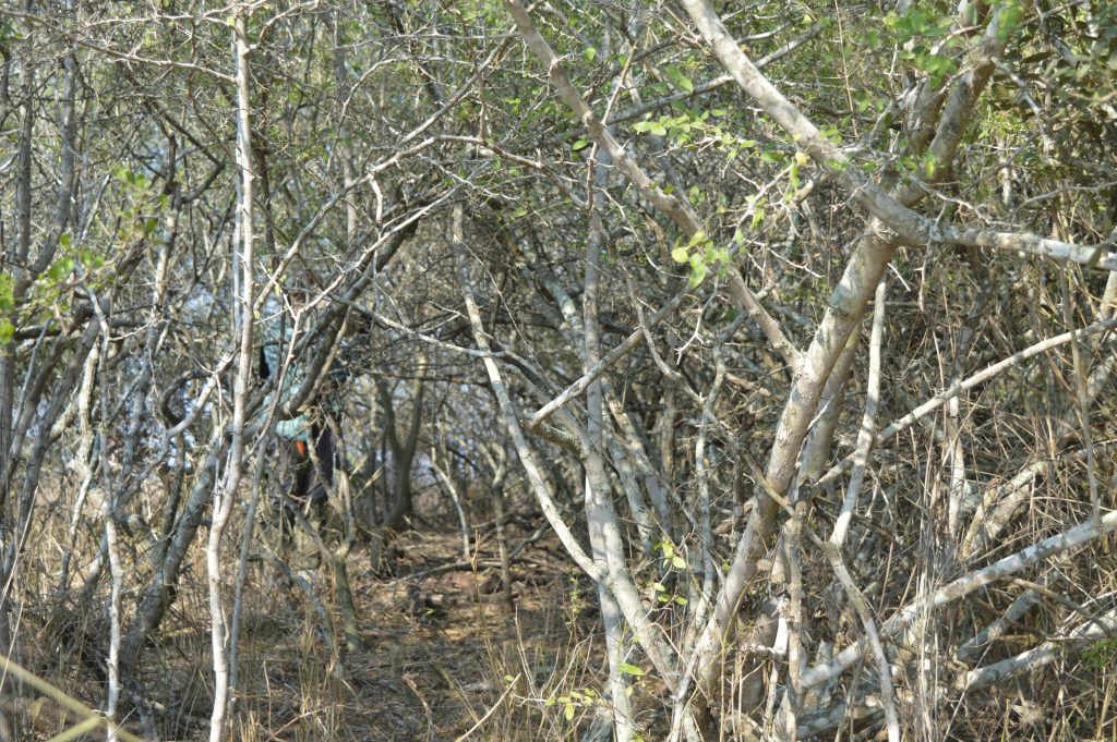 Team member obscured by the dense brush.