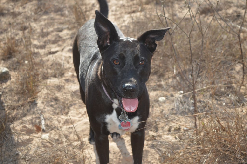 Dog Socks after a long day of hard work