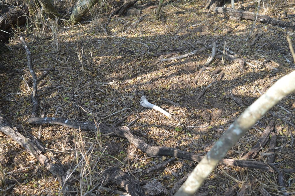 Nonhuman bone in a motte