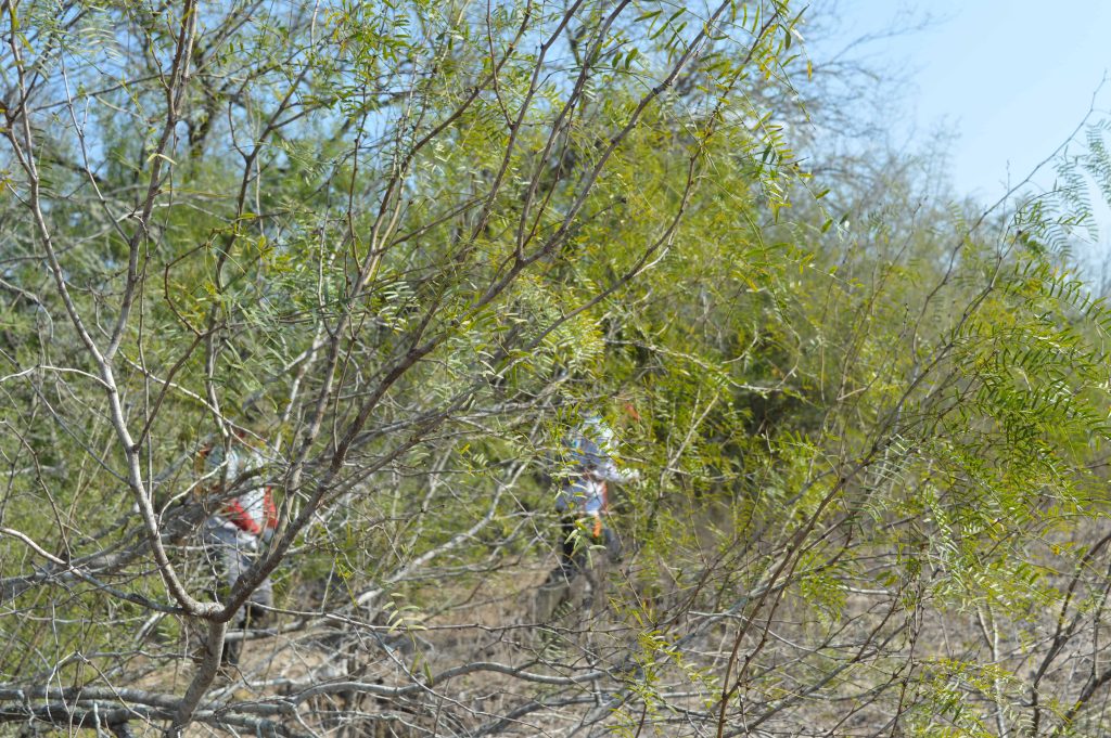 Thorny trees in the field.