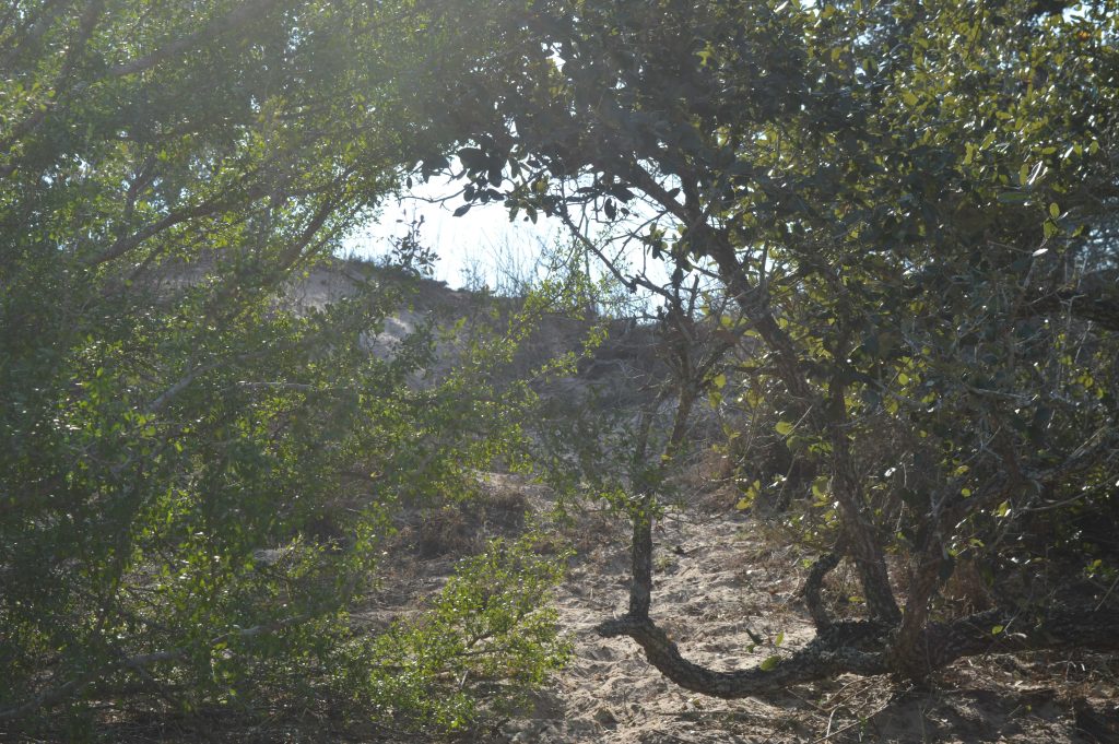 A thicket leading to a sandy hill. 