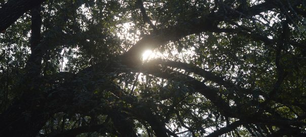 Sunlight through the trees as Sacred Heart Burial Park