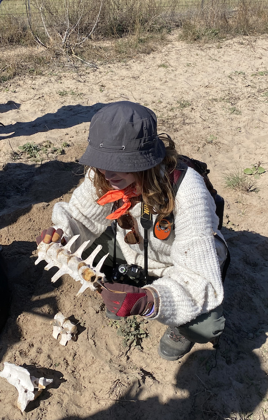 A student examines several non-human bones.