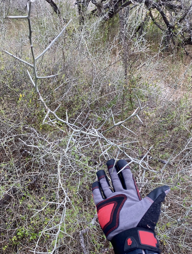 Example of large thorny shrubs in south Texas. A gloved hand is in the foreground for a size reference.