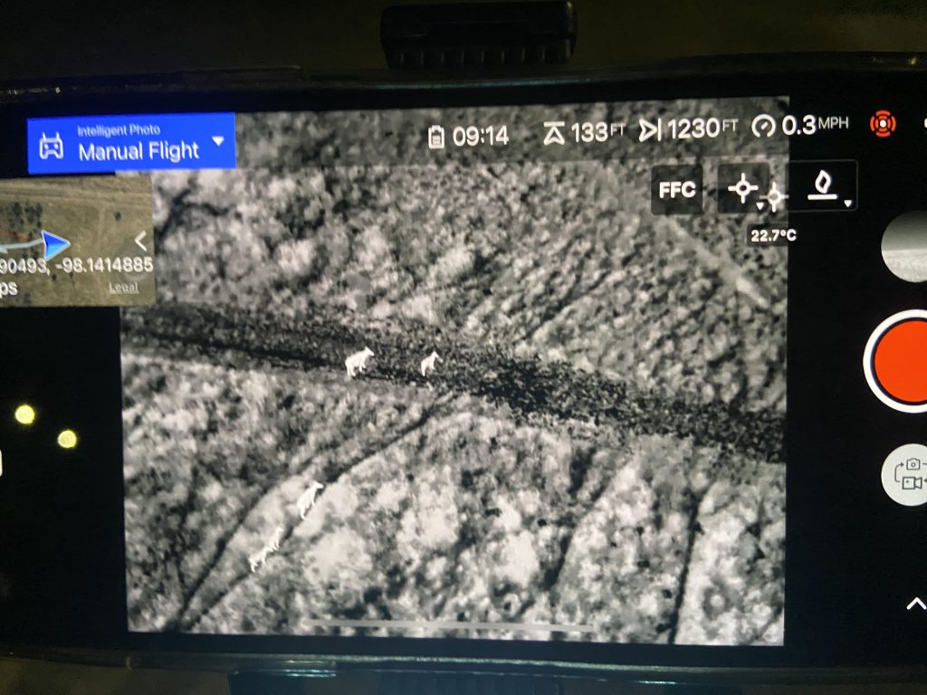 Infrared image of a herd of nilgai seen on Don's drone.