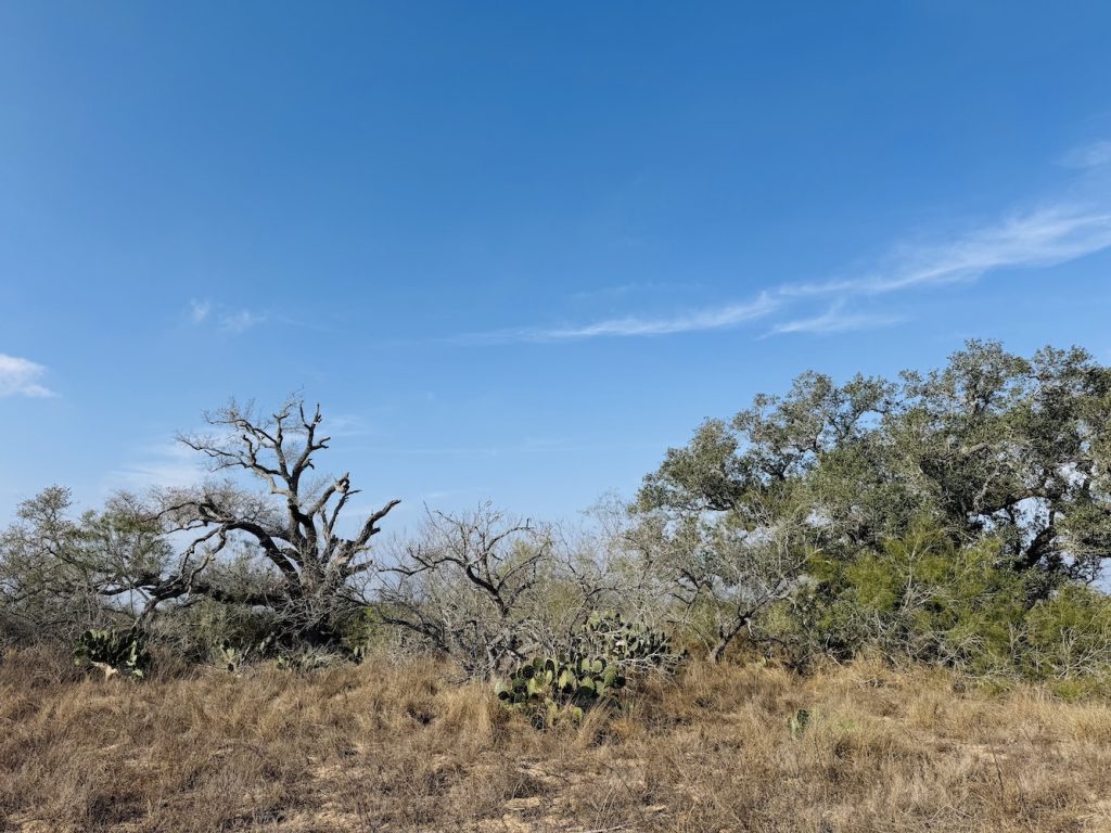 Landscape of rural Texas ranch land
