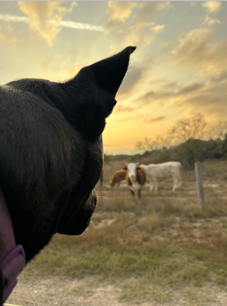 Socks barking at cows we encountered