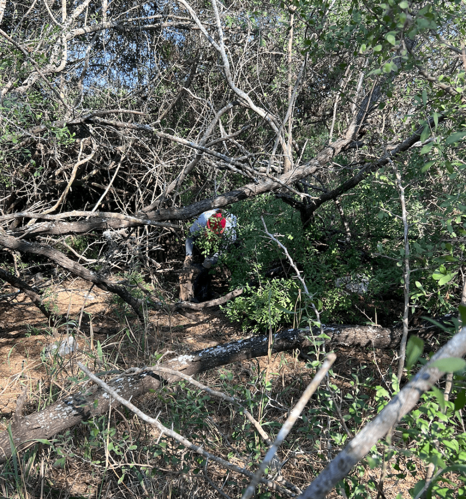 Searching under the trees to find artifacts left behind