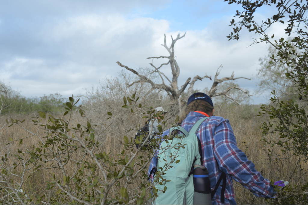 Team members searching the brush