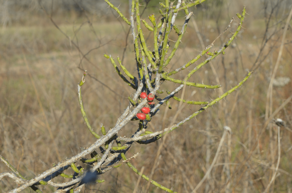 Pencil cactus in the tall grass