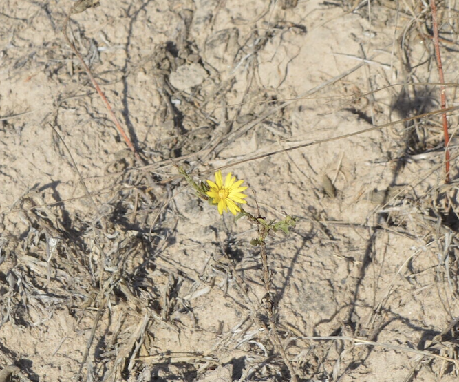 Photo of flower left in the dirt.