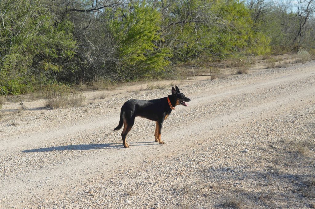Oakley the dog of Mounted Search and Rescue standing in a road 